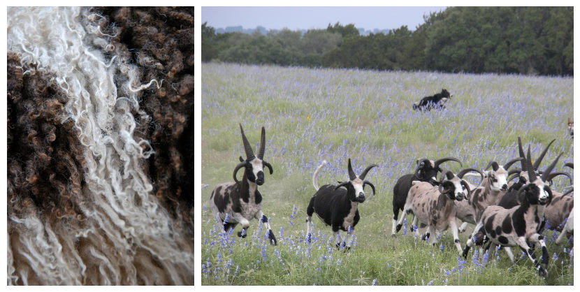 From left to right; © Jacob Sheep Society - © Parker Spotted Goats & Spotted Four Horns Jacob Sheep