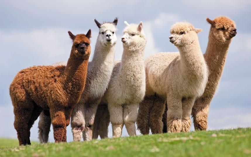 Know Your Fibre Alpaca YAK