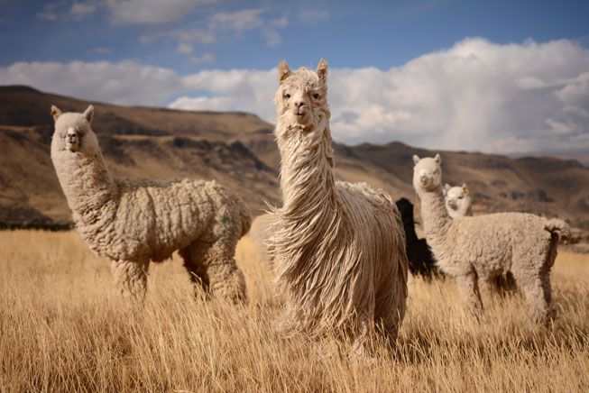 Know Your Fibre Alpaca YAK