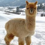 Alpaca in snow | yak