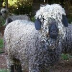 Mohair goat | yak