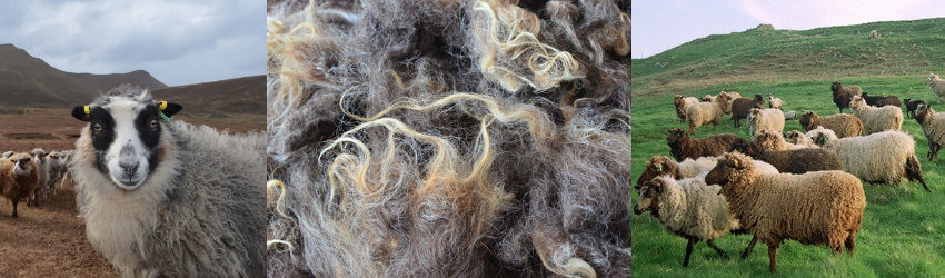 Know your sheep, shetlands, shetland islands, wool journey, jamieson and smith