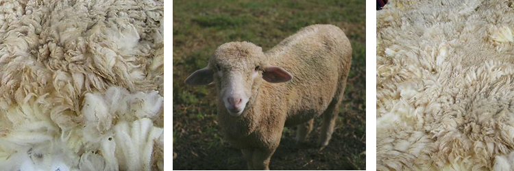 Know your sheep – the rambouillet