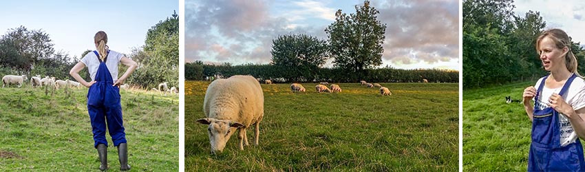 Interview with a shepherdess - barcombe romneys