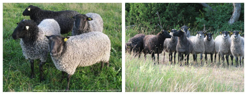 Know Your Sheep - Gotland - Yak